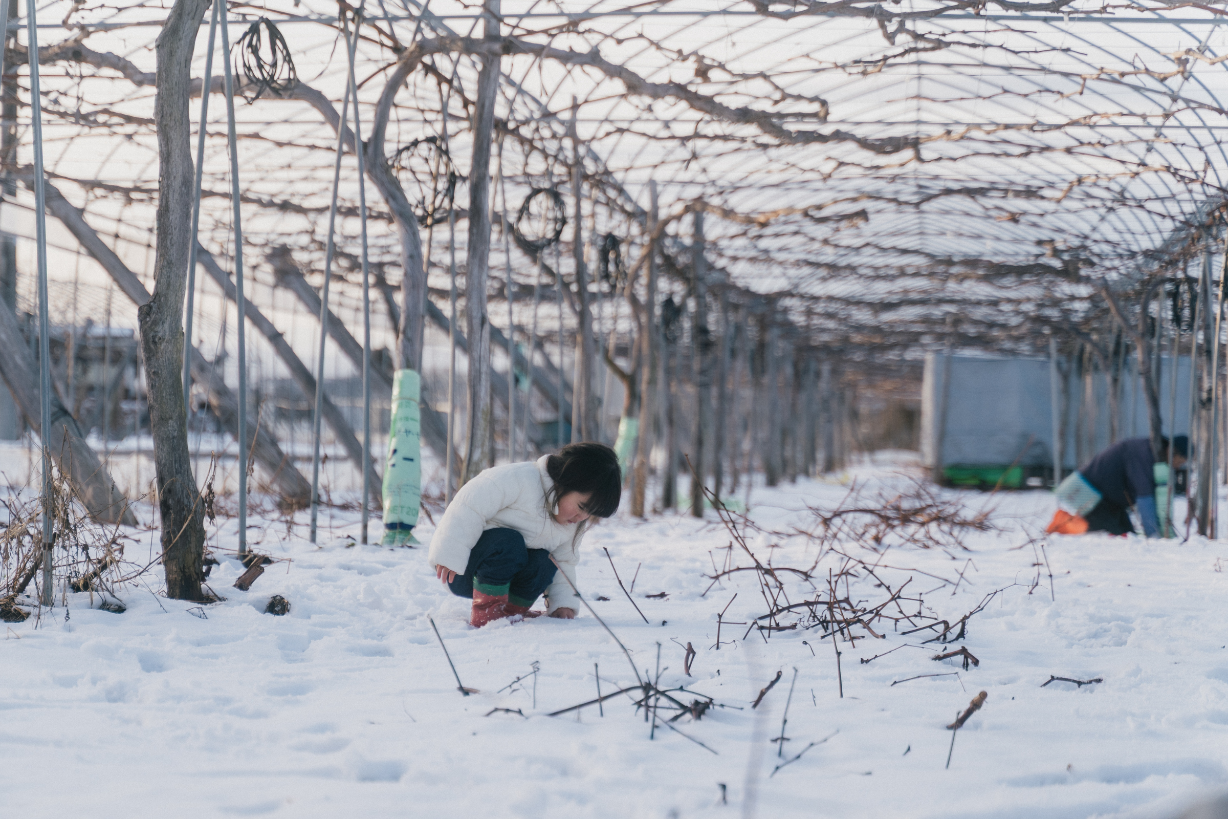 雪に覆われた和田のぶどう畑
