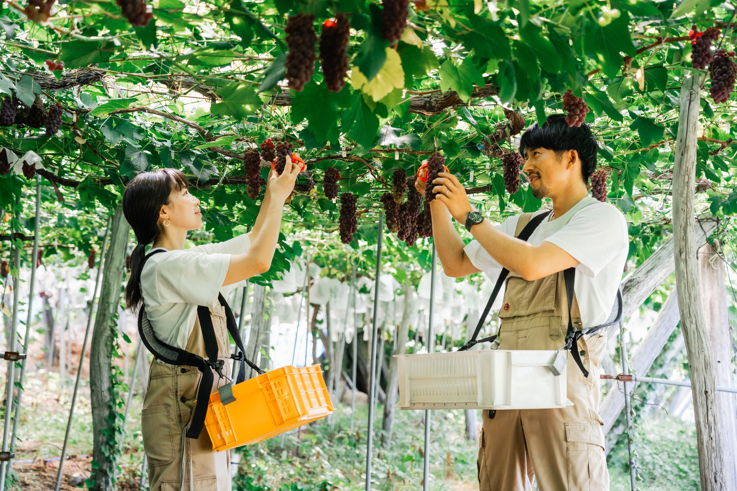 ぶどうを収穫するoboco grapesの二人