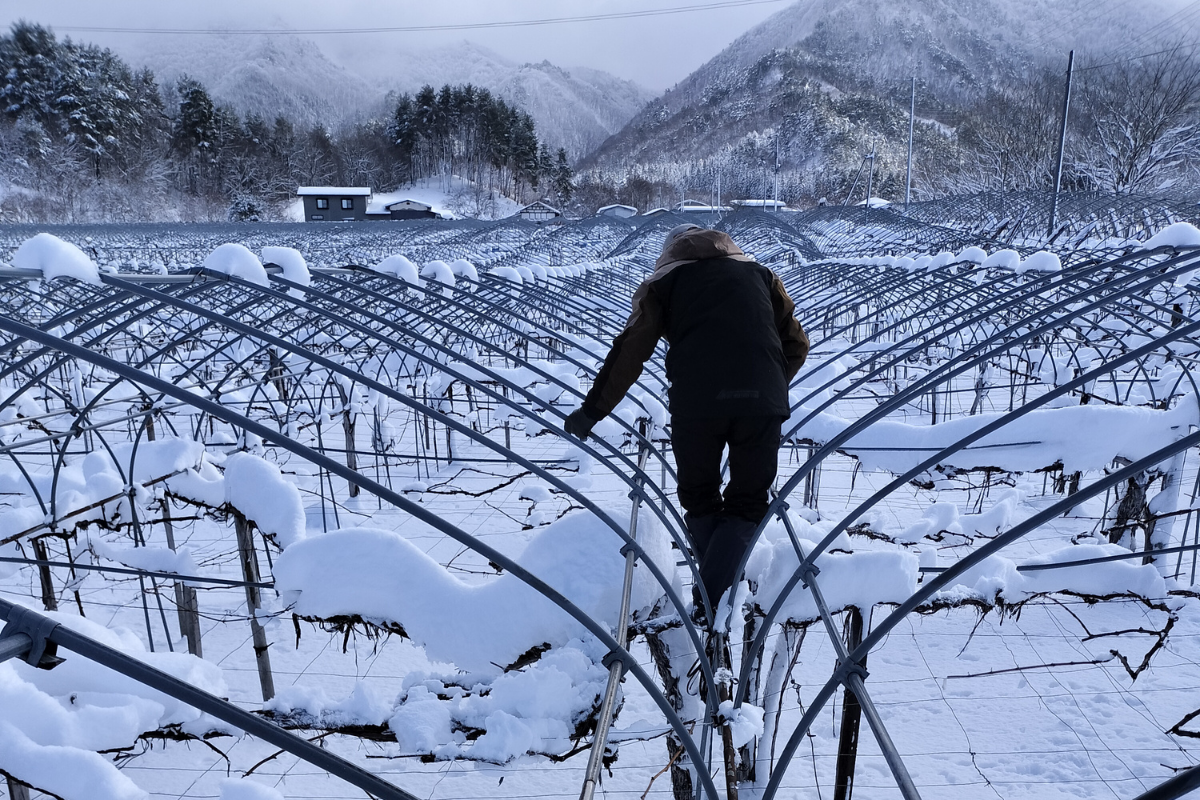 冬の剪定と雪下ろし